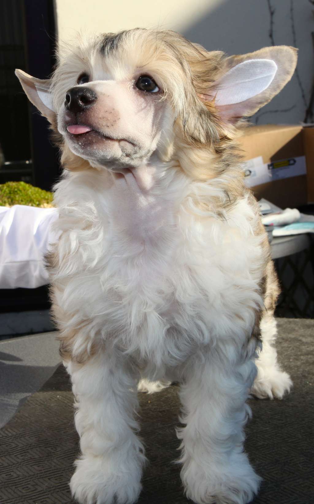 Phero From China with love