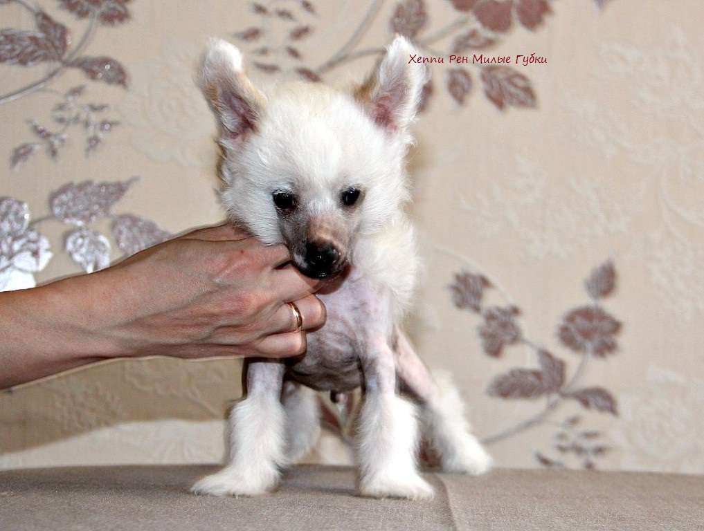 Happy Ren Milye Gubki