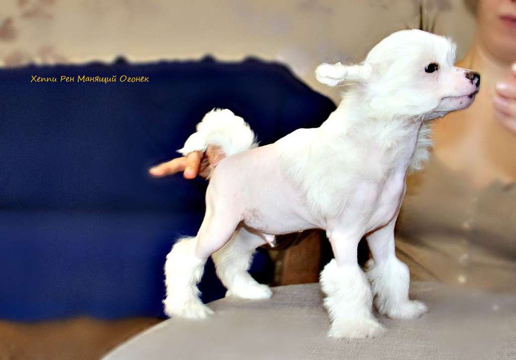 Happy Ren Manyashij Ogonek