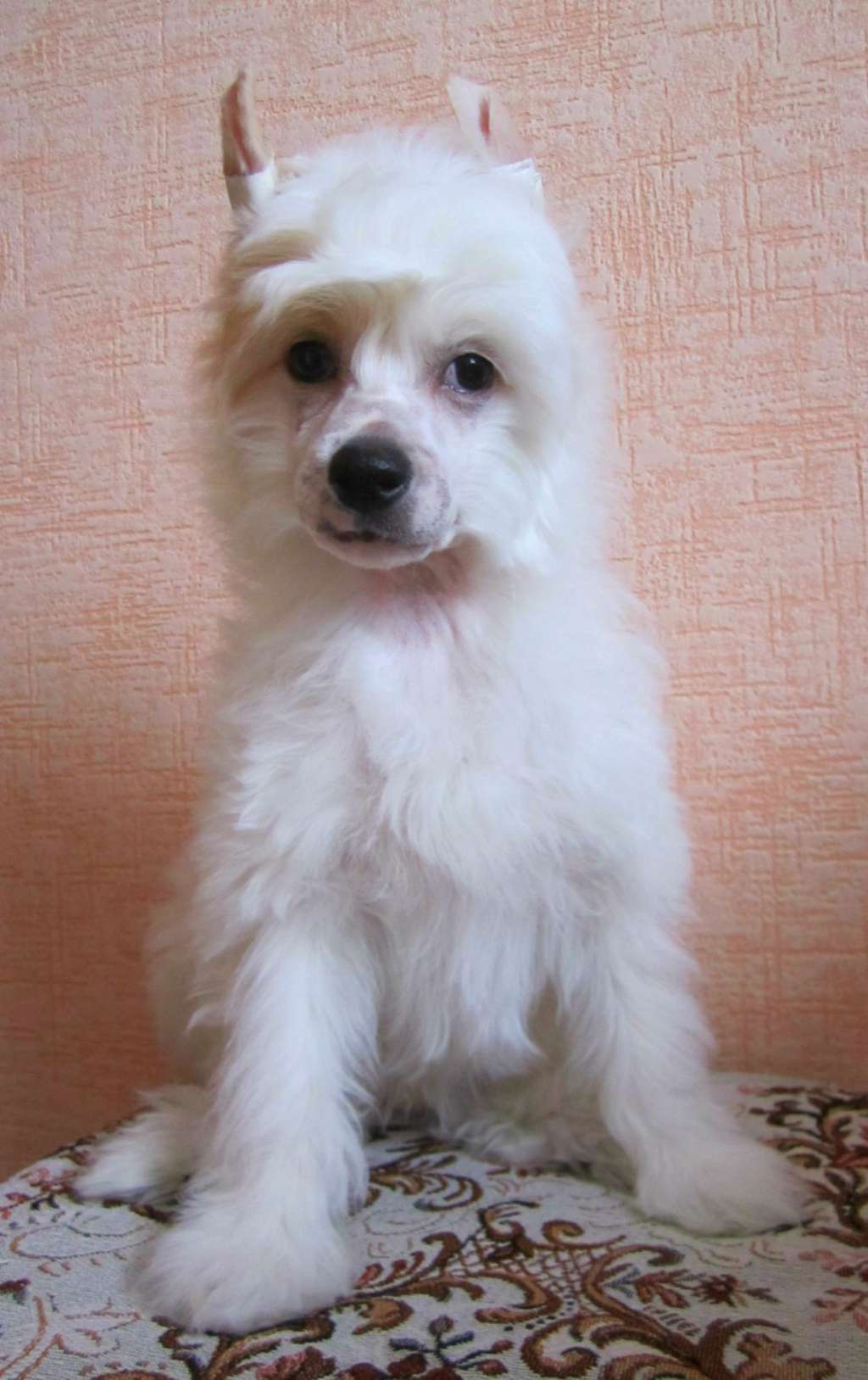 Happy Ren Mandarinovoe Schast'e