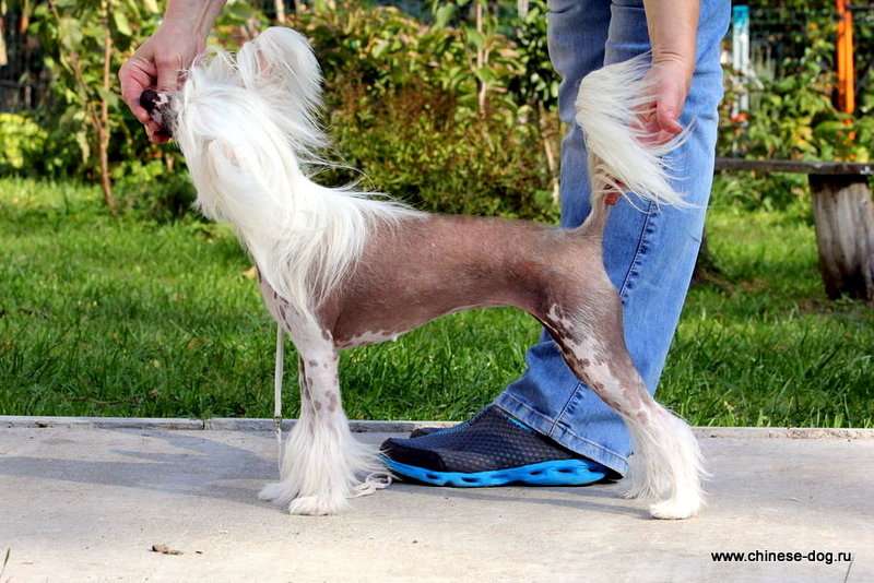 Show Galaktika Limited Edition