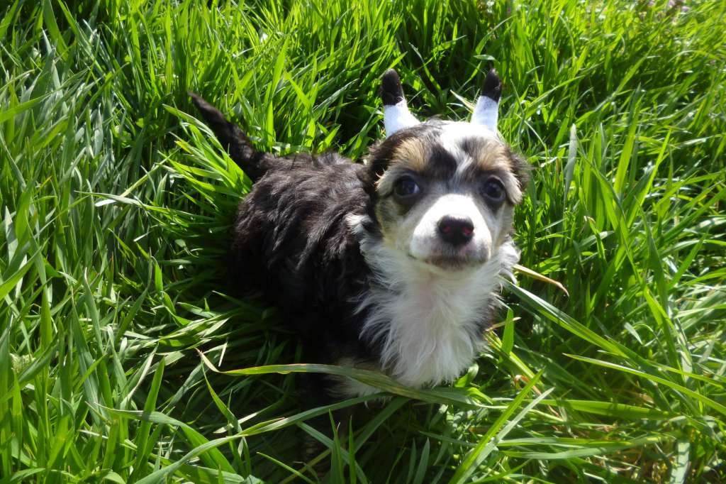 DAHOME de noire ar Arenis Marri