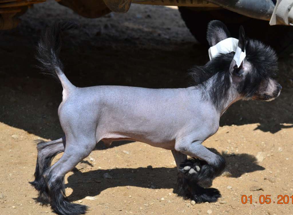 Stinger iz Sozvezdiya Khana