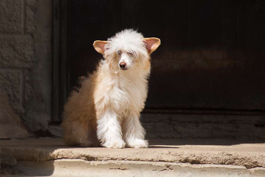 Surprise iz Sozvezdiya Khana