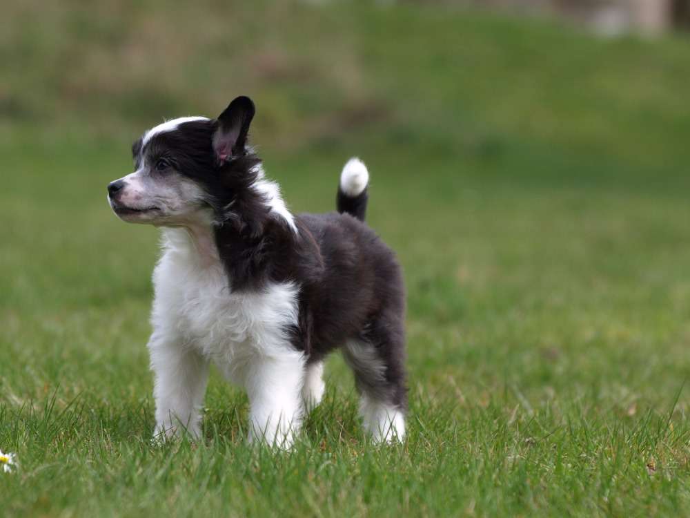 Nivelles Yonne Pazzda