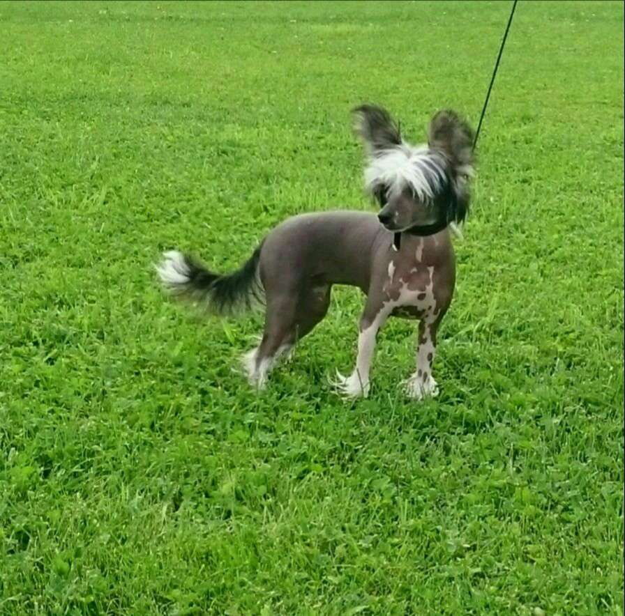 Giandujan Heart of Harmony