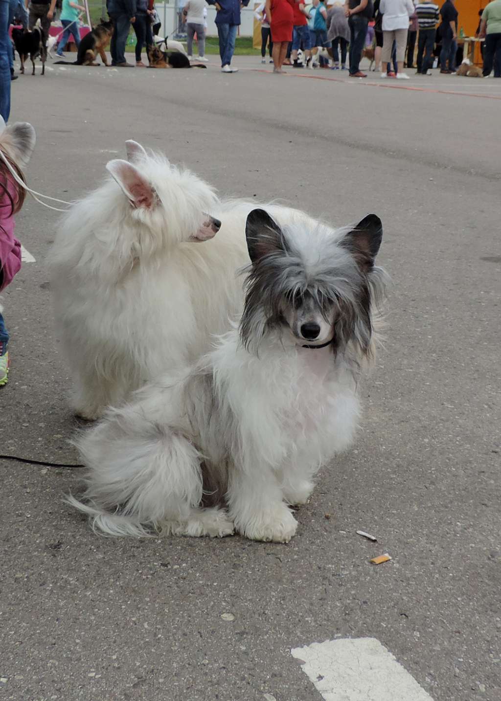 Fiesta Winning Smile