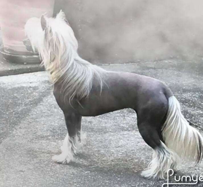 Passoa Ponch Gattaca