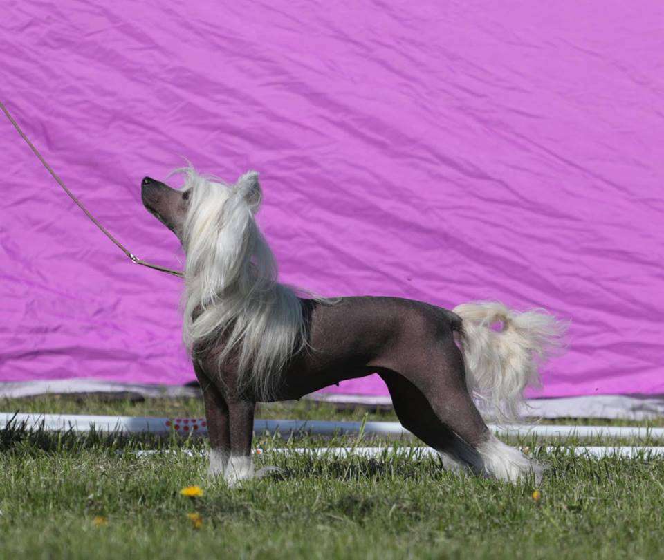 Smedbys Double Trouble