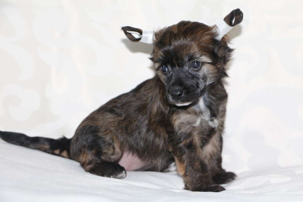 Semeinyi Talisman Vanessa Clever