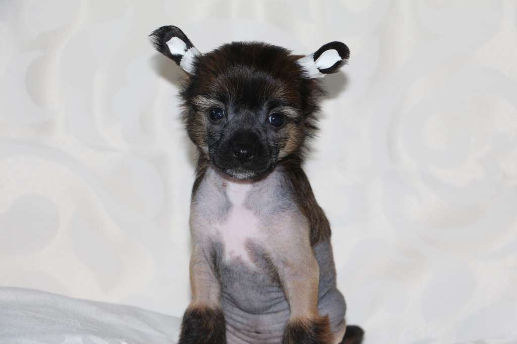 Semeinyi Talisman Valensia Kiara