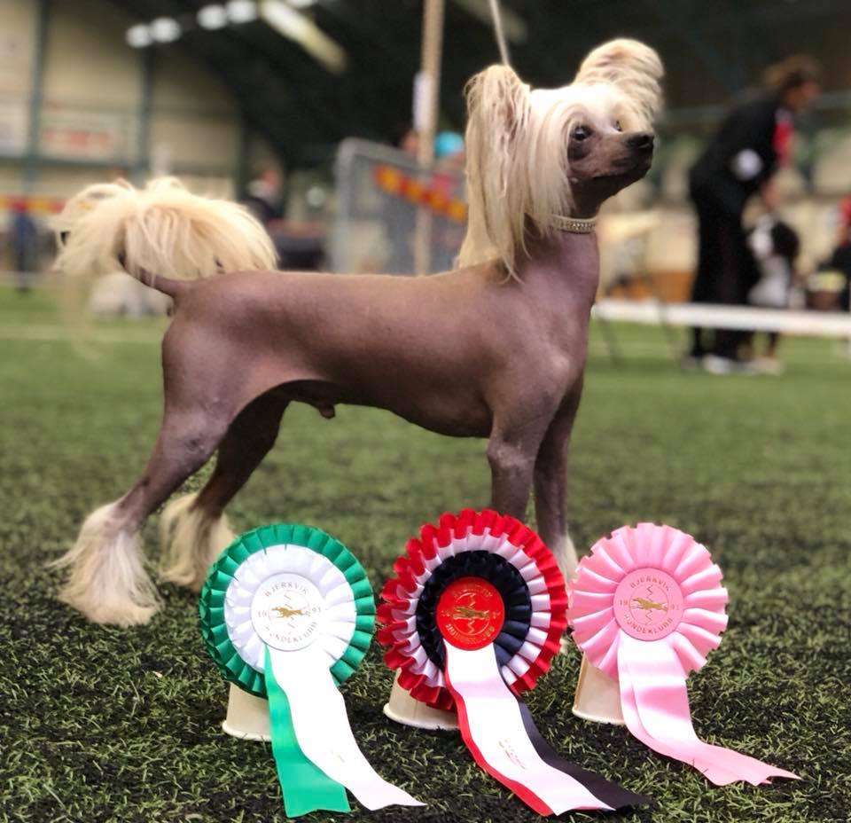 Artic Flyer's OMG It Happened