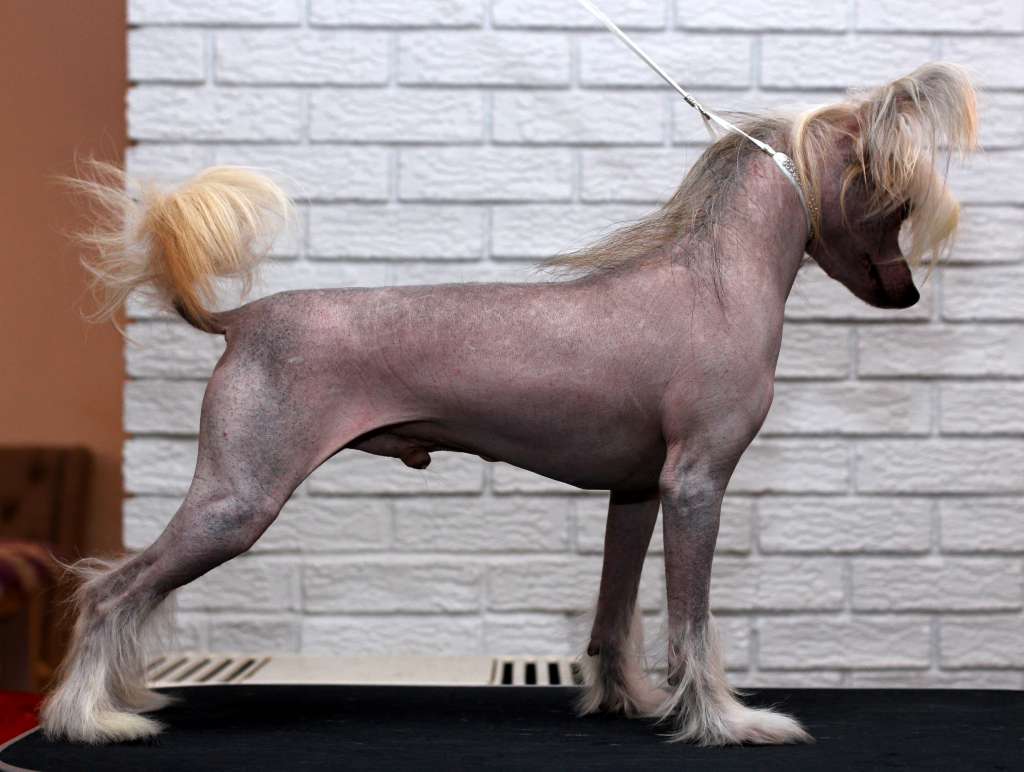 Artic Flyer's One More Time PLEASE