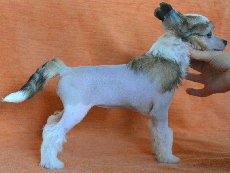 Gold Amulet Angelica Little Caprice