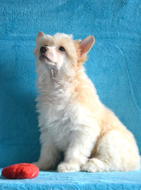 Goldamulet Ambertone