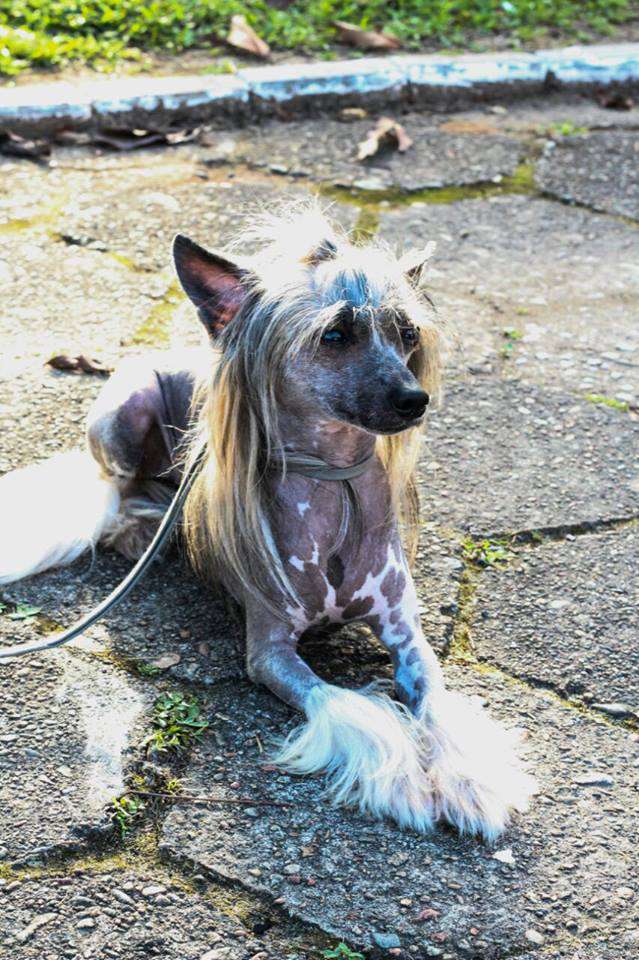 Pequin Mirrage Gabs Groo