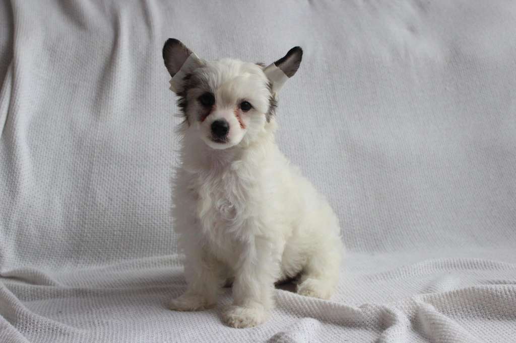 Pequin Mirrage Jasmin