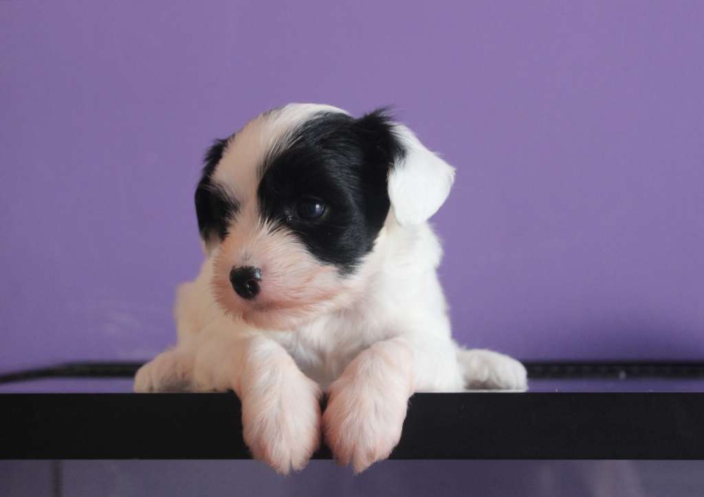 Pequin Mirrage London