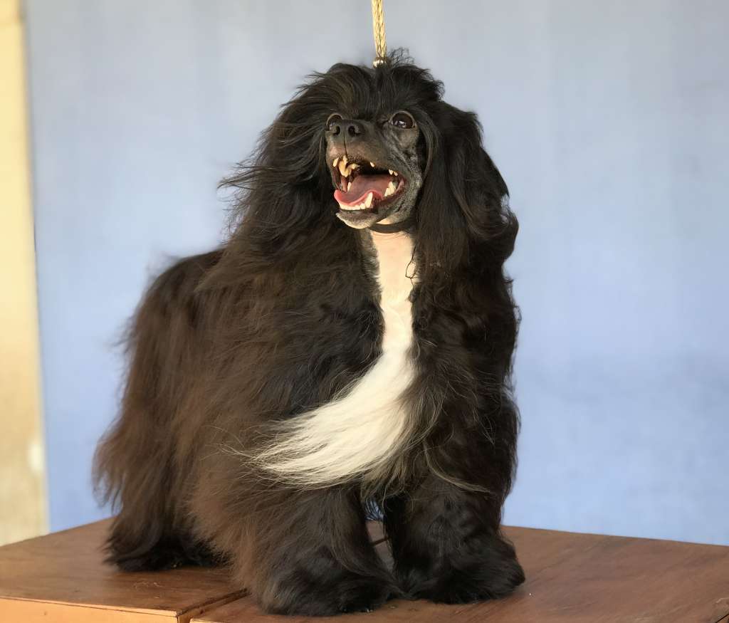 Pequin Mirrage Lisboa