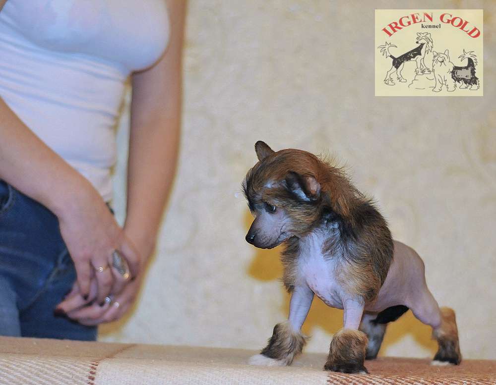 Irgen Gold Funny Phantazita