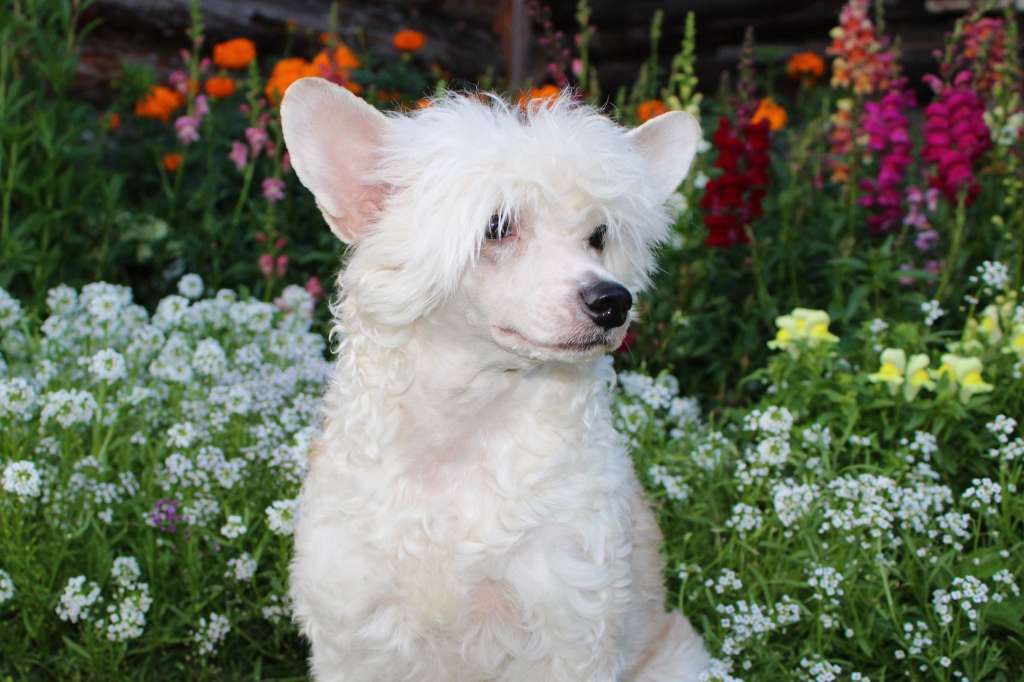 Hrizantema dlya Liris