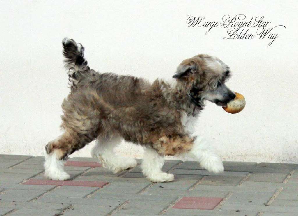 Margo RoyalStar Golden Way