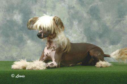 Scherzando Fozzie Bear