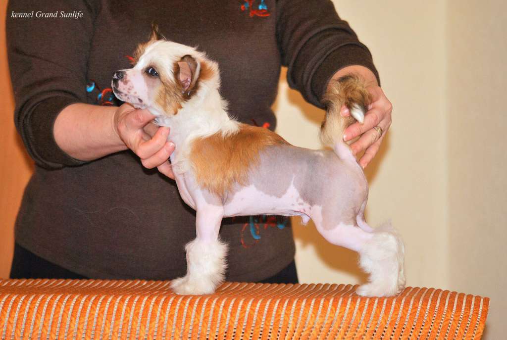 Grand Sunlife Van Rejn