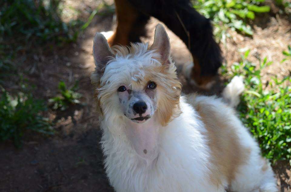 Grand Sunlife Venezia Ognenny Lotos