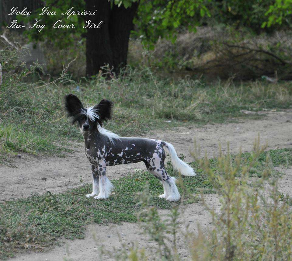 Dolce Dea Apriori Ra-Joy Cover Girl