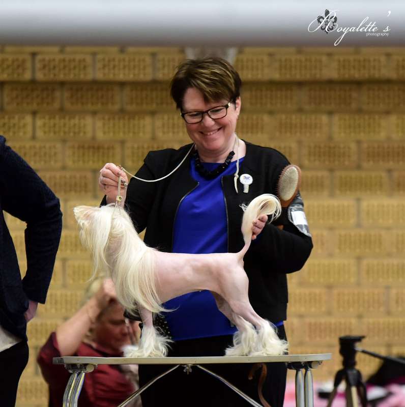 Drömtorpet's Nina in the Lemon Tree