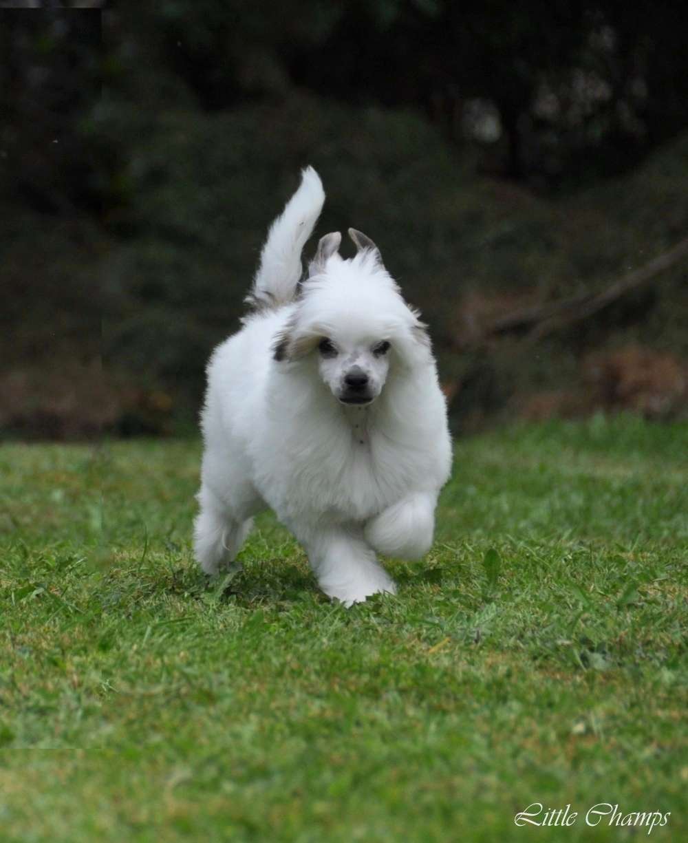 Mojito Little Champs