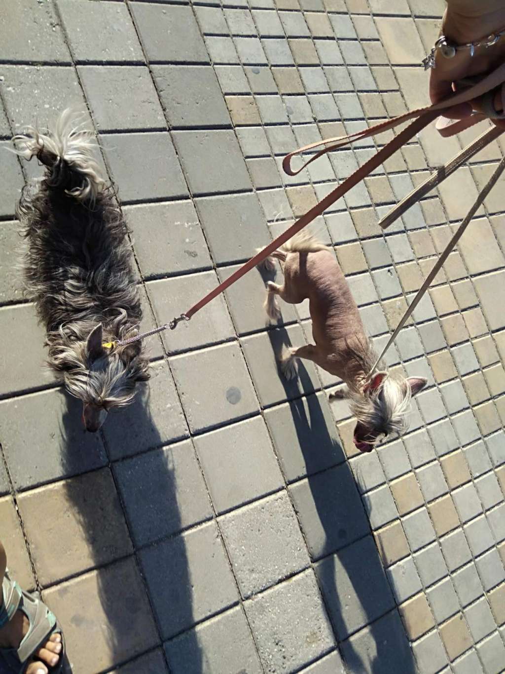 Kanis Ventus Givenchy