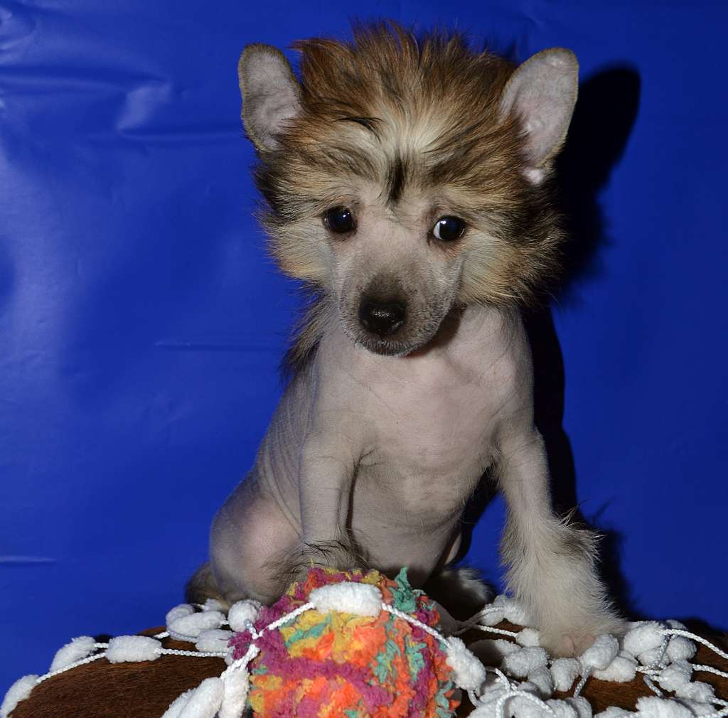 Hohlaty Glamour Esenia