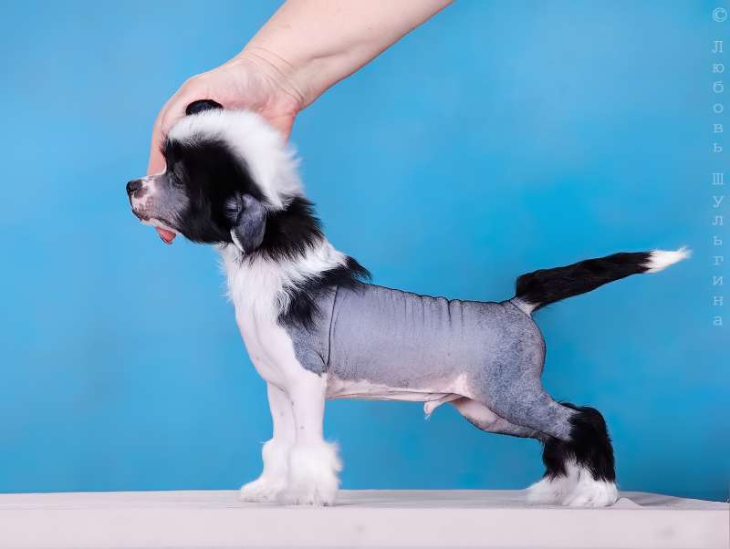 LoveMagic Nothing is Impossible