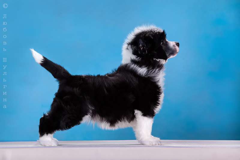 LoveMagic Negroni Challenge