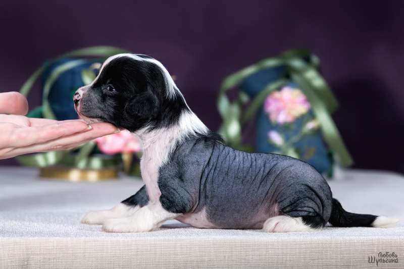 LoveMagic Never Look Back