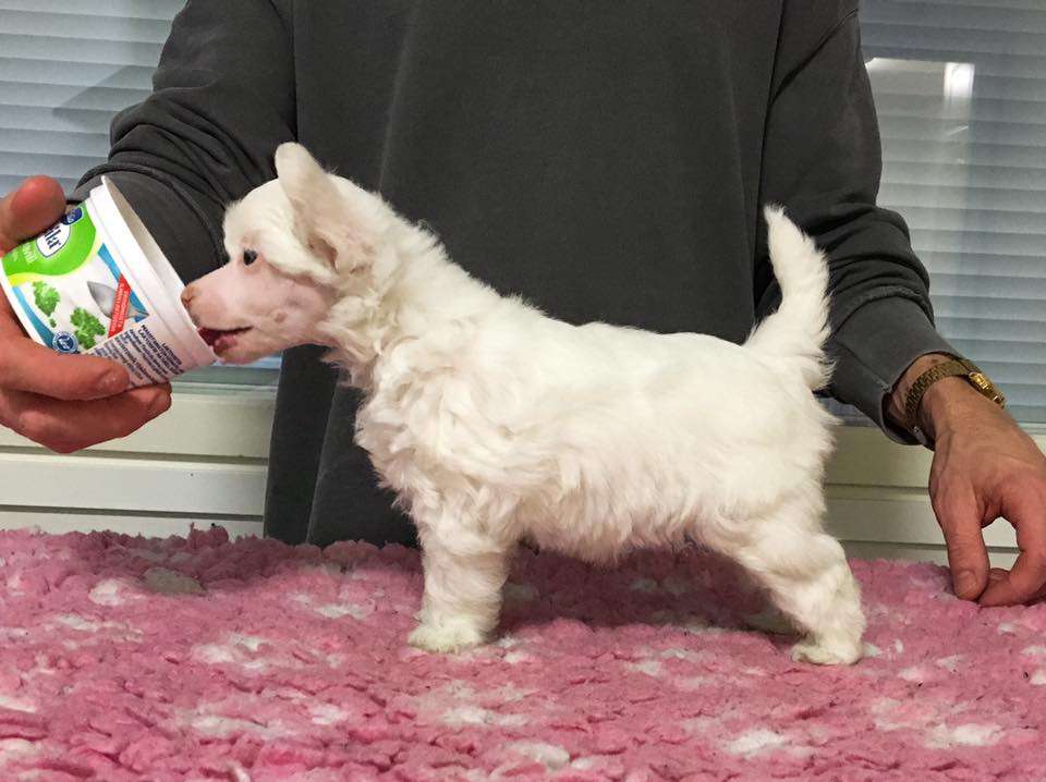 Arte Figure Like A Virgin