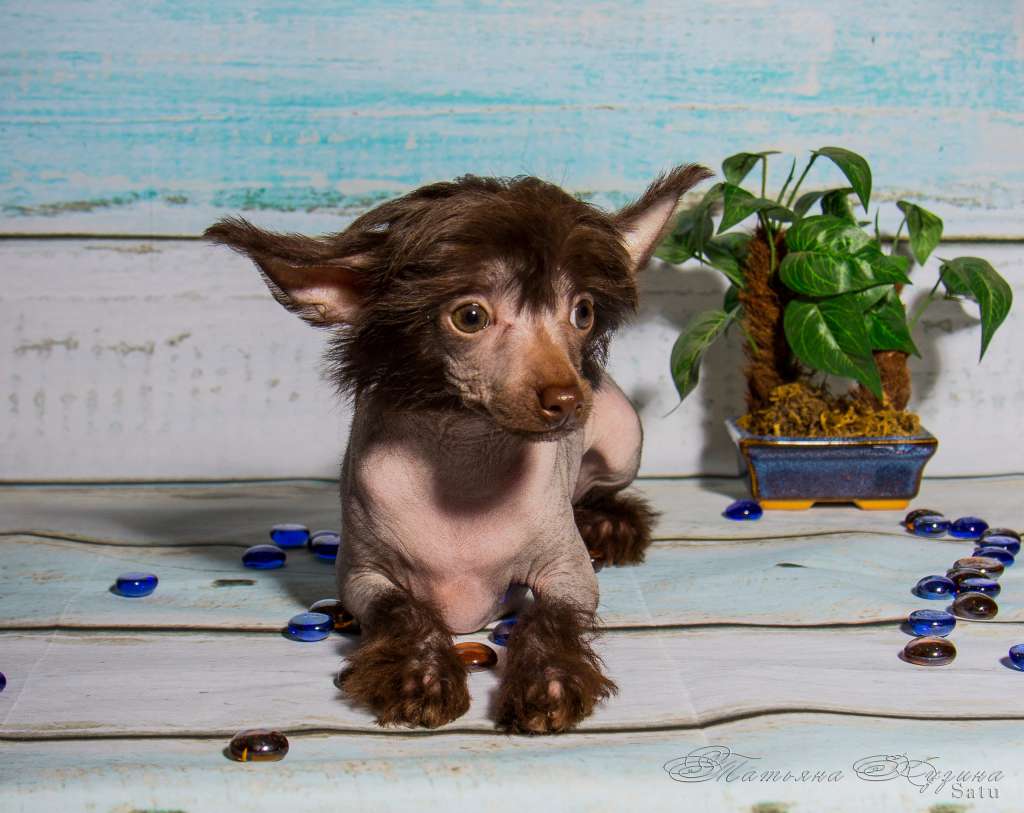 My Lucky Charm Angelica Mocco Baroque