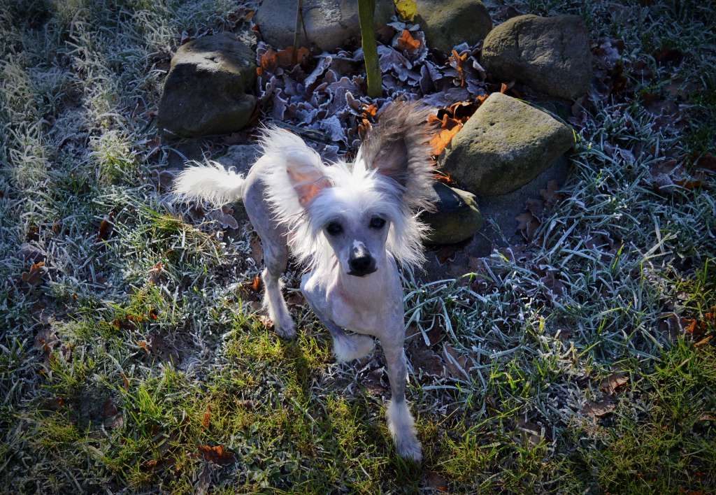 Egoista U Stóp Szklanych Gór