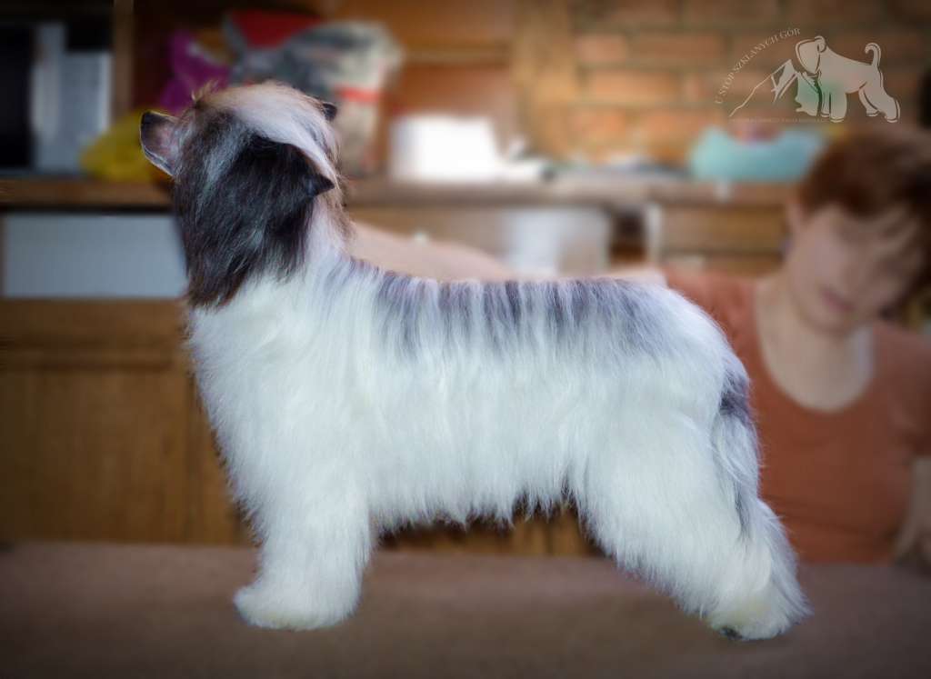 Elegant U Stóp Szklanych Gór