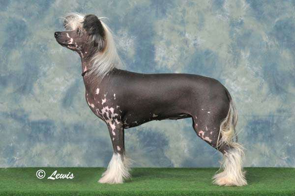 Konishiki Tiger Lilley