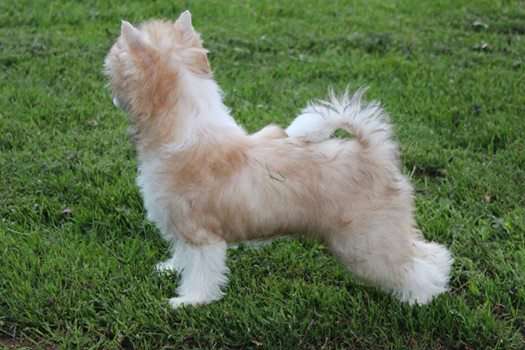 Gardine Breaka Legend