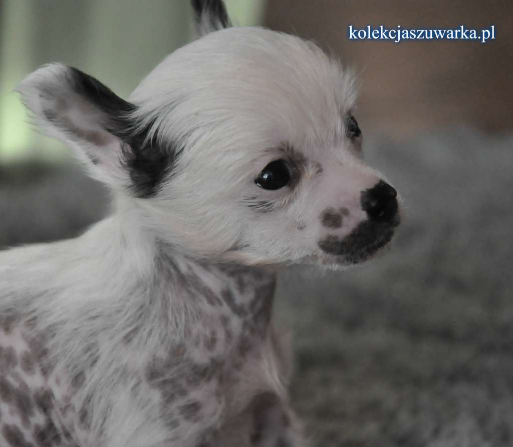 GRETA Kolekcja Szuwarka