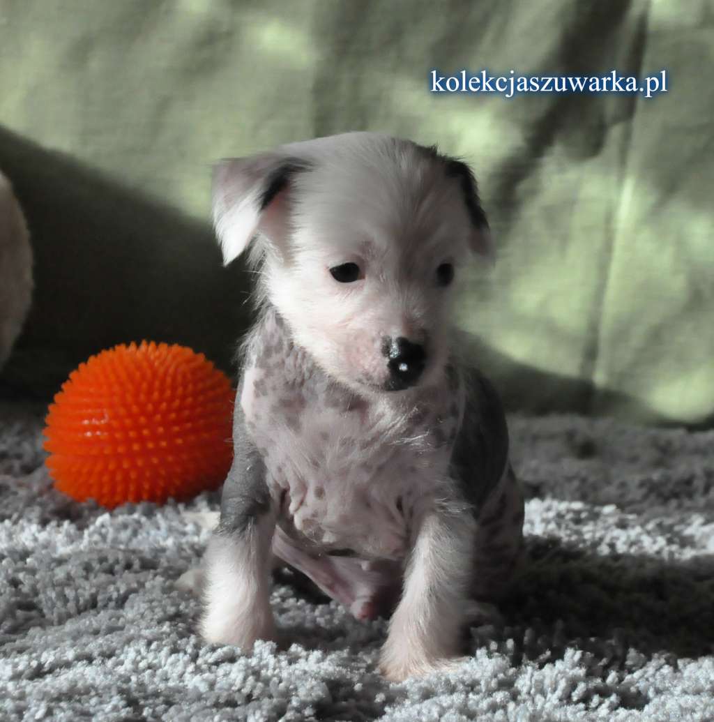 GONZO Kolekcja Szuwarka