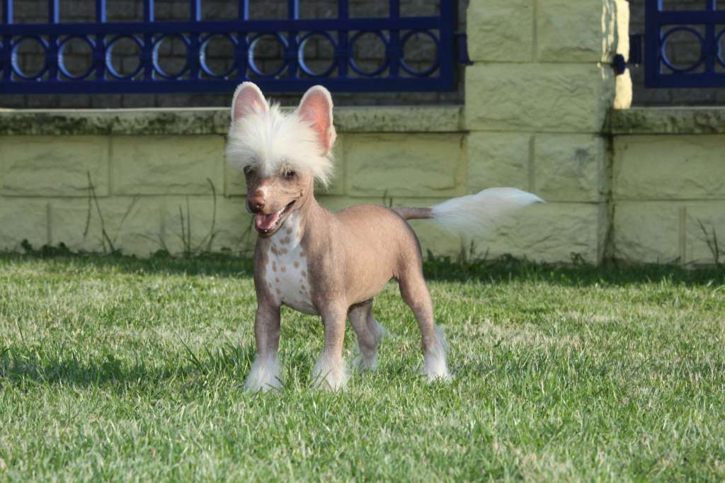 Sweet Like Chocolate Princes de la Roses