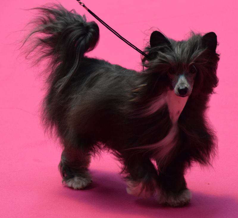 Show Me Love Princes de la Roses