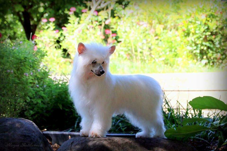 Casmai Frilly Knickers