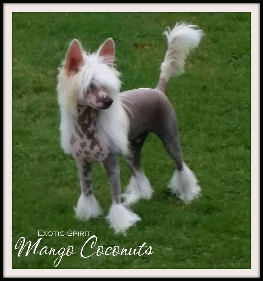 Exotic Spirit Mango Coconuts