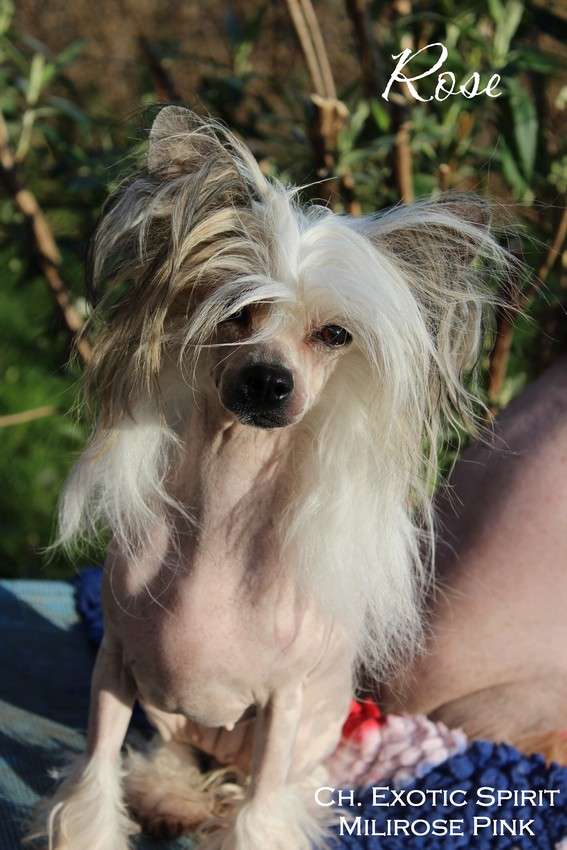 Ch. Exotic Spirit Milirose Pink